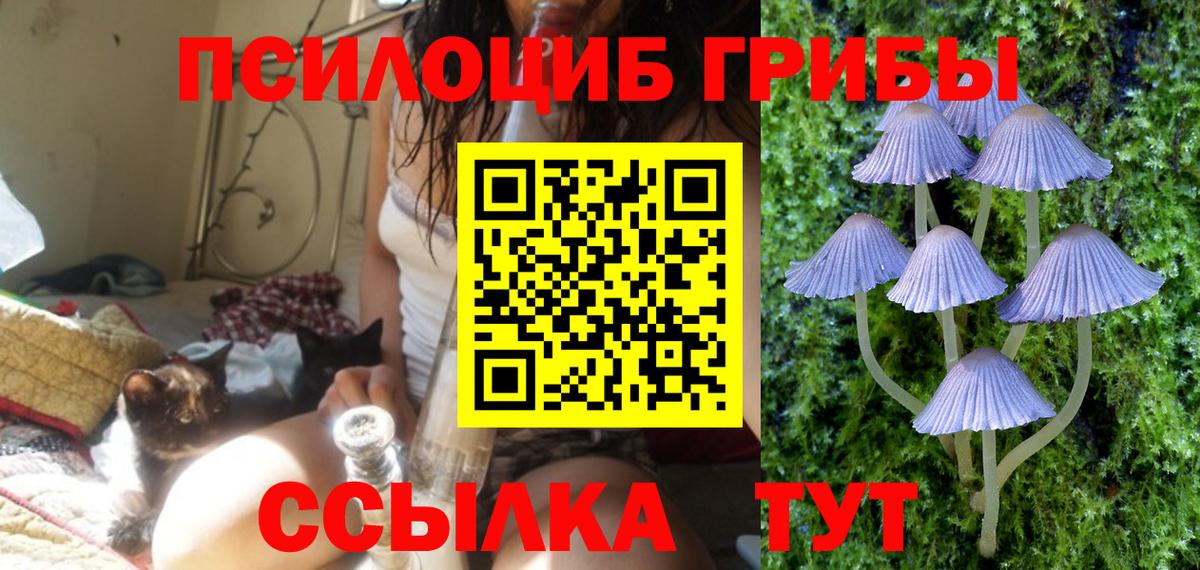 продажа наркотиков  Шали  Галлюциногенные грибы Psilocybe 